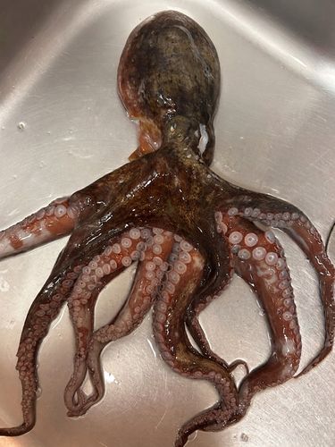 タコの釣果