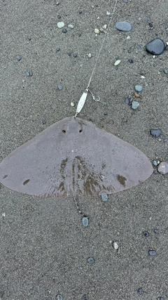 エイの釣果
