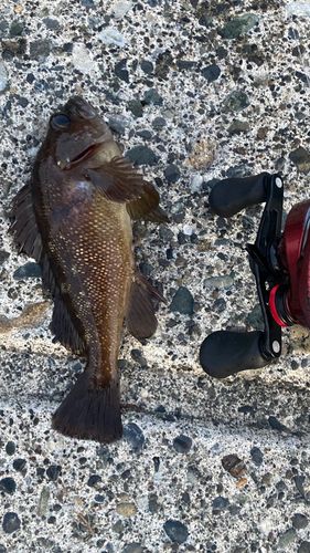 エゾメバルの釣果
