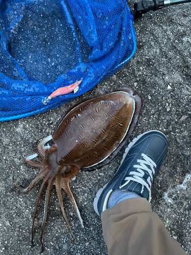コウイカの釣果