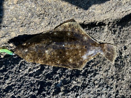 ヒラメの釣果