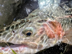 ニジマスの釣果