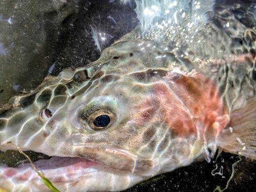 ニジマスの釣果
