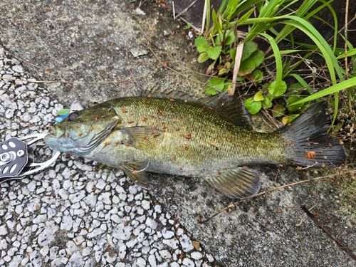 スモールマウスバスの釣果