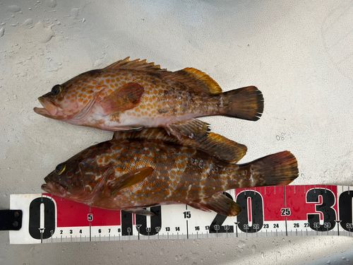 キジハタの釣果
