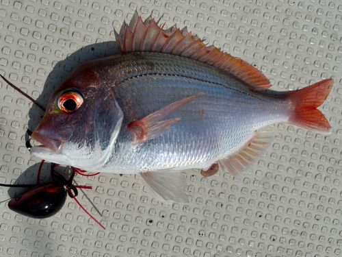 レンコダイの釣果