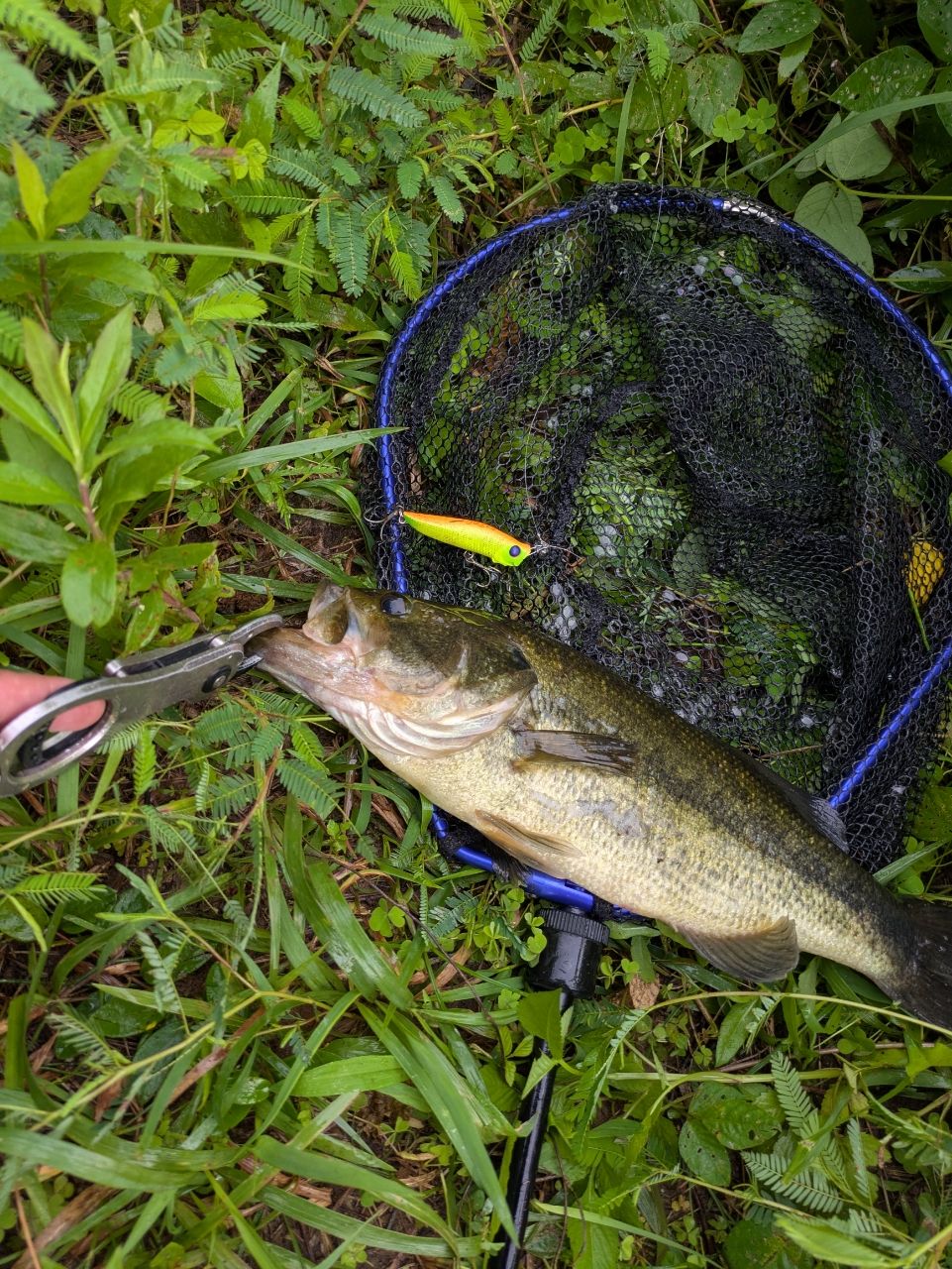 ブラックバスの釣果写真