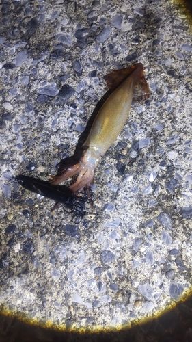 イカの釣果