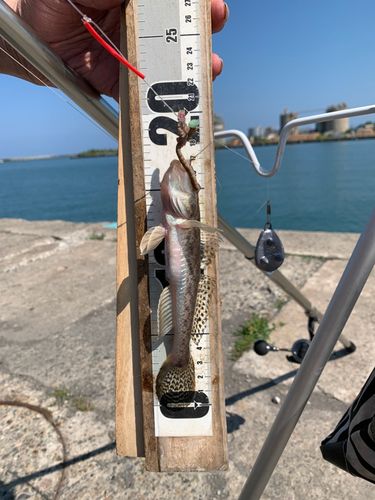 ハゼの釣果