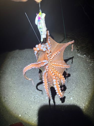タコの釣果