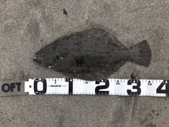 ヒラメの釣果