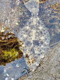 ヒラメの釣果
