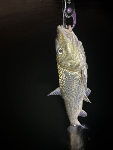 ウグイの釣果