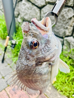 キビレの釣果