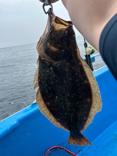 ヒラメの釣果