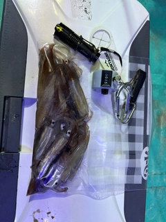 スルメイカの釣果