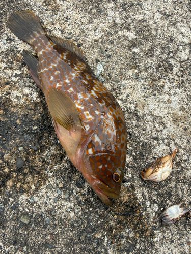 キジハタの釣果