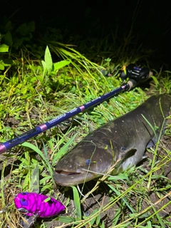 マナマズの釣果