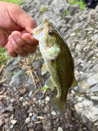 ラージマウスバスの釣果