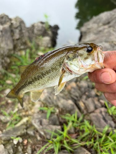ラージマウスバスの釣果