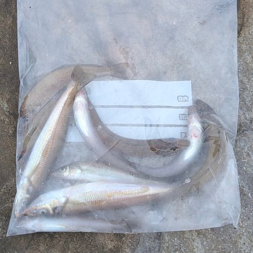 シロギスの釣果