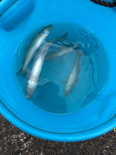キスの釣果