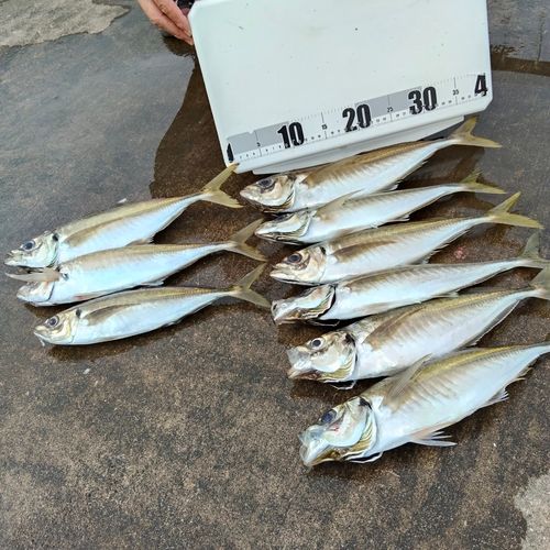 アジの釣果