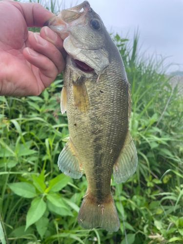 ラージマウスバスの釣果