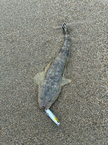 マゴチの釣果