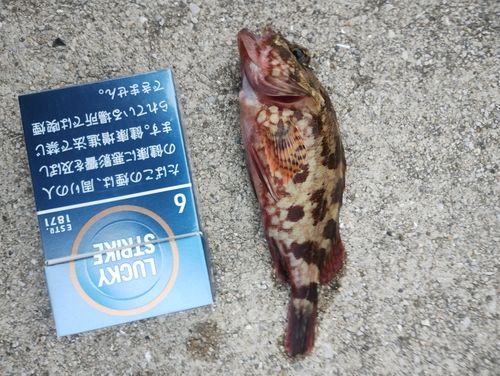 カサゴの釣果