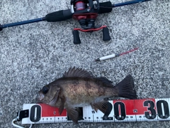 メバルの釣果