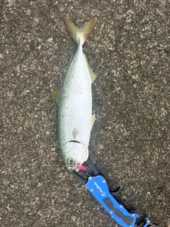 ワカシの釣果