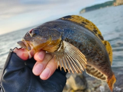アイナメの釣果