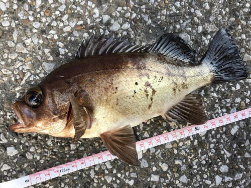 メバルの釣果