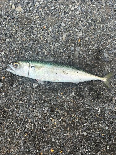 マサバの釣果