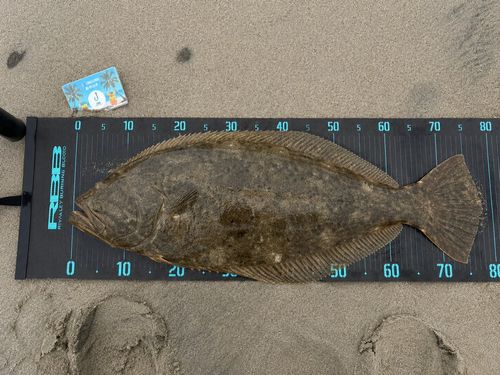 ヒラメの釣果