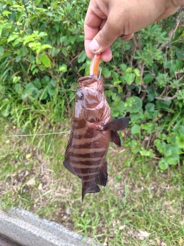 ヤミハタの釣果