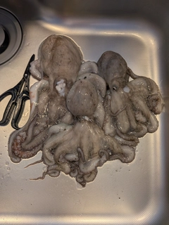 タコの釣果