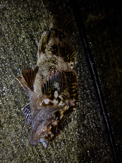タケノコメバルの釣果