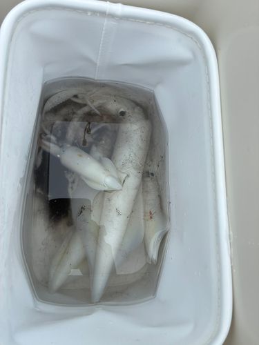 イカの釣果