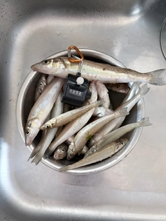キスの釣果