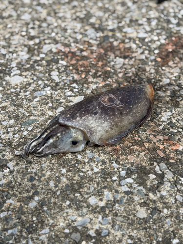 シリヤケイカの釣果