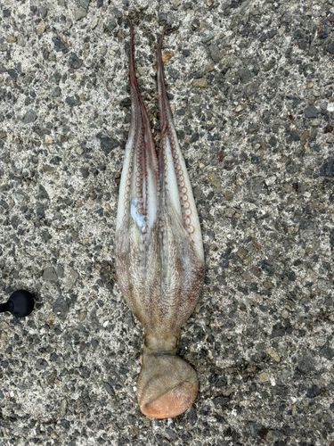 タコの釣果