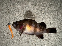 メバルの釣果