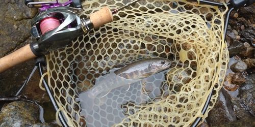 ニッコウイワナの釣果