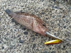 オオモンハタの釣果