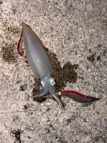 ケンサキイカの釣果