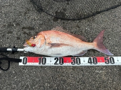 マダイの釣果
