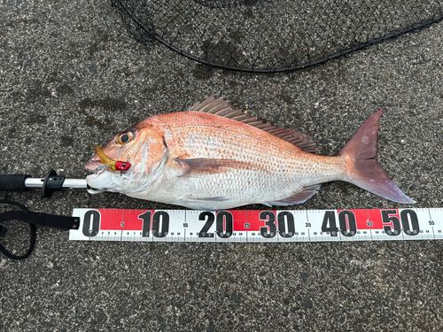 マダイの釣果