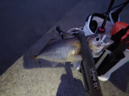 マアジの釣果